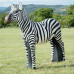 Wildcrete Zebra